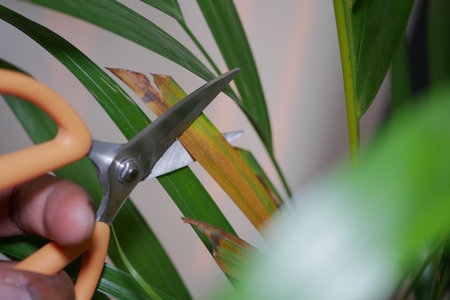 Pruning a plant leaf indoors using scissorsの写真素材