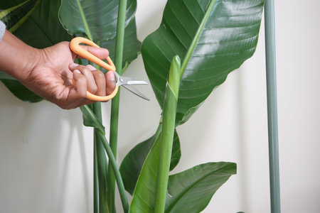 Trimming a green houseplant in cozy indoor setting