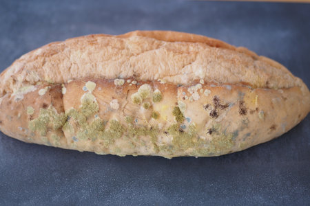 Moldy bread loaf on a dark surfaceの写真素材