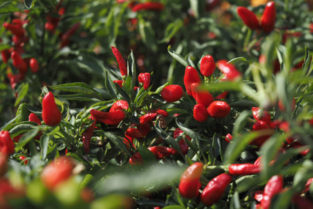 Bright red chili peppers growing in lush green garden