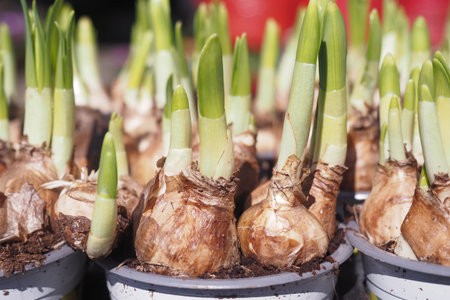 Bulbs sprouting green leaves in a sunny garden