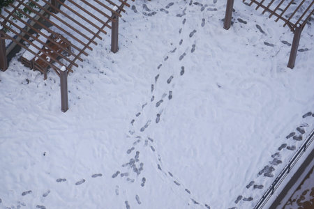 Snowy footprints show recent park activity