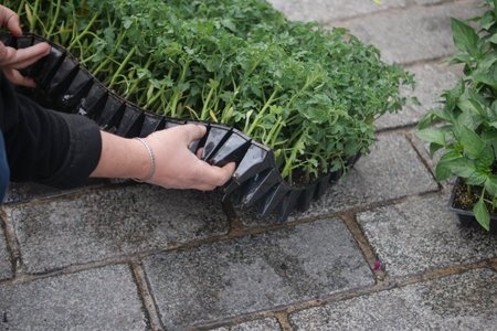 Gardener preparing herb seedlings for outdoor planting