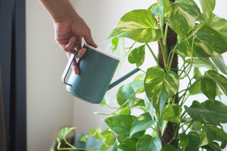 Watering a green plant indoors in the afternoonの写真素材