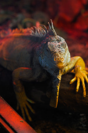 Vibrant iguana resting on a log in warm lightの写真素材