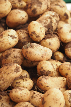 Freshly harvested potatoes from local farm marketの写真素材