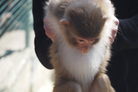 Monkey held gently at wildlife sanctuary during daylightの写真素材