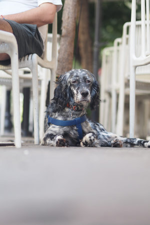 Dog resting on a sidewalk near outdoor seating area