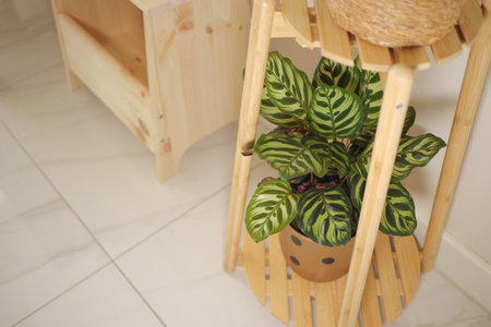 Indoor plant displayed on a wooden stand in a cozy roomの写真素材