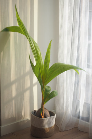 Indoor plant growing beside sheer curtains in sunlightの写真素材