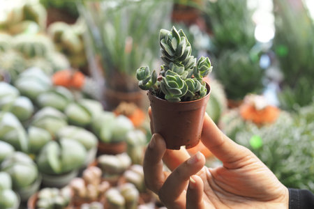 Succulent plants showcased at a market in bright daylightの写真素材
