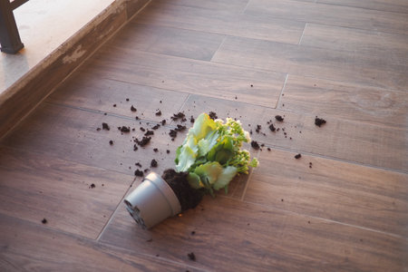 plant toppled over on wooden floorの写真素材