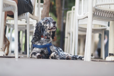 Dog relaxes peacefully at outdoor cafe during sunny dayの写真素材