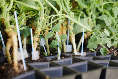 Growing seedlings in a greenhouse during warm spring days