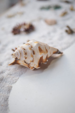 Seashell resting on sandy beach at sunset