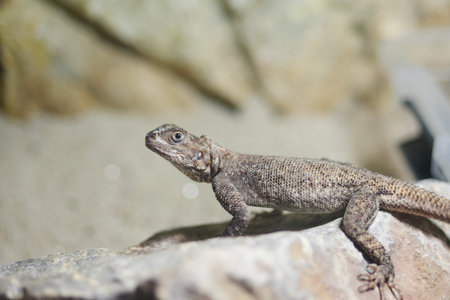 Lizard basking on a rock in a natural habitat