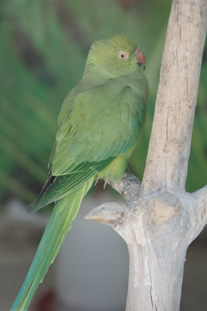 Green parrot perched on a branch in a natural setting