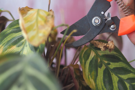 Pruning indoor plants for better growth and health