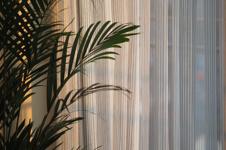 Soft sunlight through sheer curtains with leafy plant