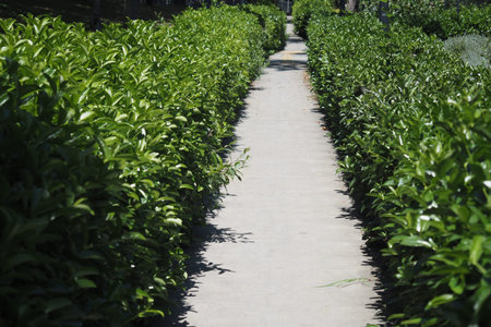 Lush green path in a tranquil garden