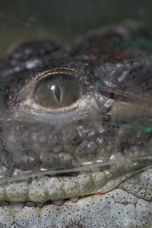 Close view of a crocodileの写真素材