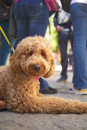 Dog relaxes among people in a busy outdoor areaの写真素材