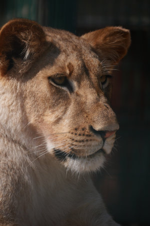 Lioness resting and observing in natural habitatの写真素材