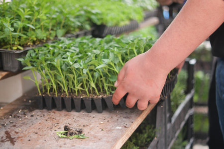 Planting young seedlings in a greenhouse for future growthの写真素材