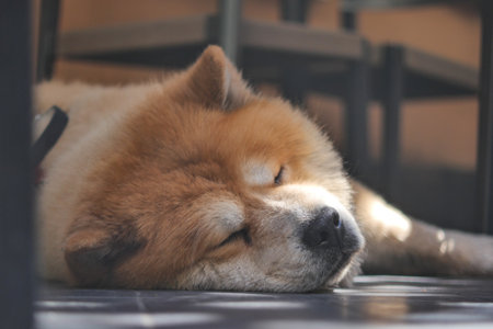 Dog resting peacefully in a cozy indoor settingの写真素材