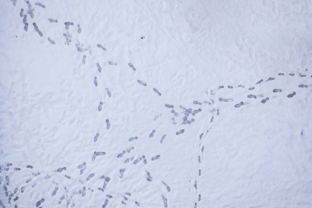 Footprints trail through fresh snow at winters peakの写真素材