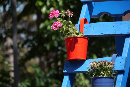 Colorful flowers in buckets on a blue wooden ladderの写真素材