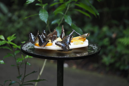 Butterflies gathered around fruit in a lush gardenの写真素材
