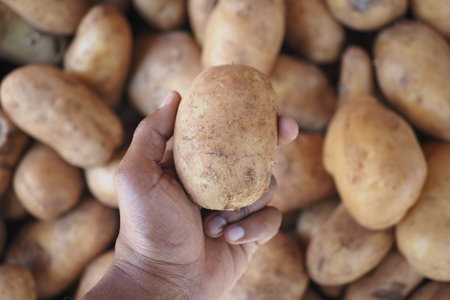 Hands holding a fresh potato among harvested vegetablesの写真素材