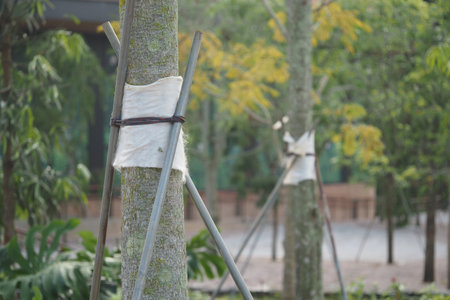 New trees supported with stakes in a garden areaの写真素材