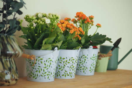Colorful plants in decorative pots on a wooden surface