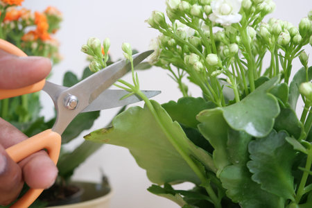 Pruning flowers in a small indoor garden during daylight