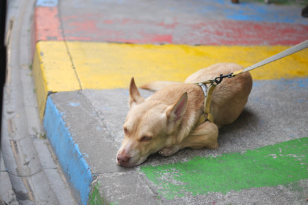Dog lying on colorful sidewalk near a busy streetの写真素材