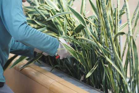 Trimming indoor snake plants for better growth and health