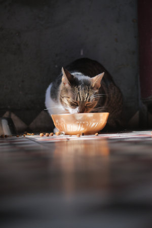 Cat enjoying a meal in a cozy indoor settingの写真素材