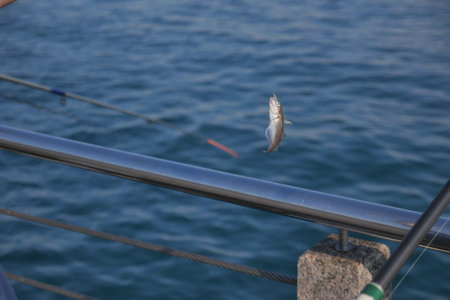 Catching a fish at the pier on a sunny day