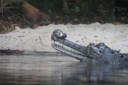 Crocodile resting in serene river environment at sunsetの写真素材