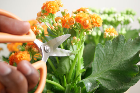 Pruning orange flowers in a bright home garden settingの写真素材