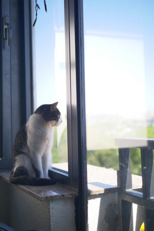 Cat gazing out the window on a sunny dayの写真素材