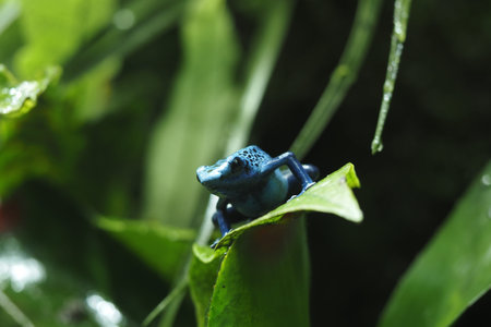 Bright blue frog resting on vibrant green leaves
