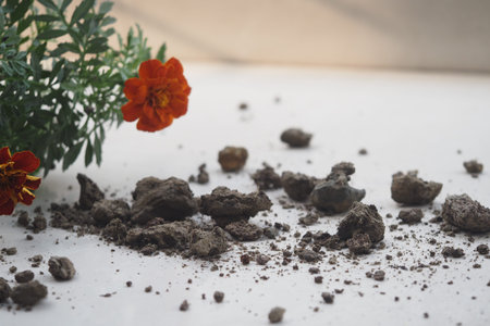 Flower petals and soil scattered on a white surface