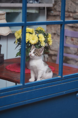 Curious kitten gazes through a blue windowの写真素材