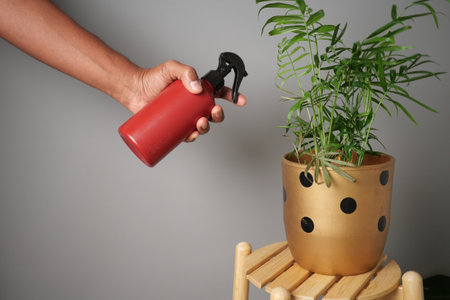Watering a houseplant with a spray bottle indoorsの写真素材