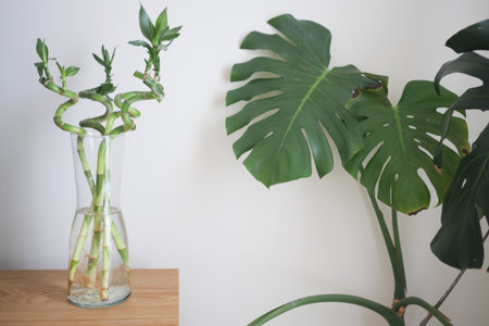 Minimalist indoor decor with modern plantsの写真素材