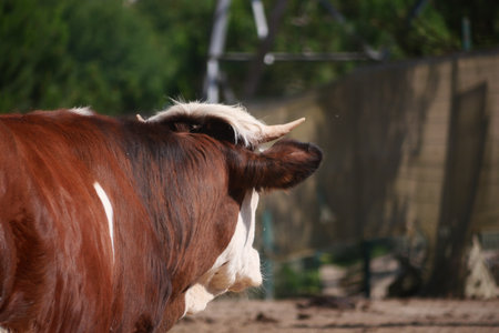 Cow grazing in a sunny pasture during the afternoonの写真素材