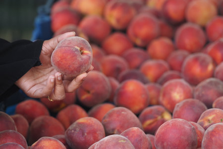 Picking ripe peaches at a local market in summerの写真素材